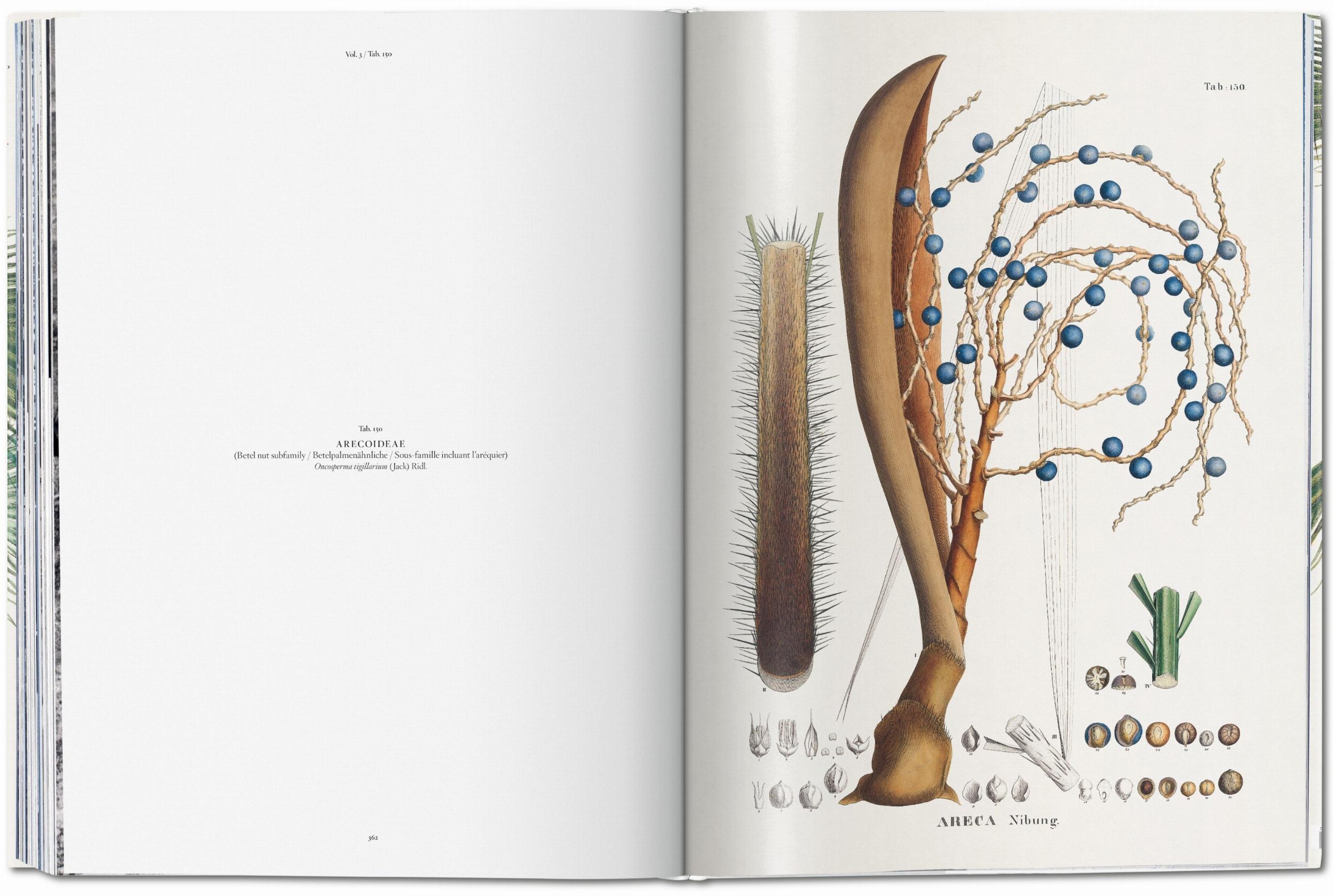 Bild: 9783836566148 | Martius. The Book of Palms | H. Walter Lack | Buch | GER, Hardcover