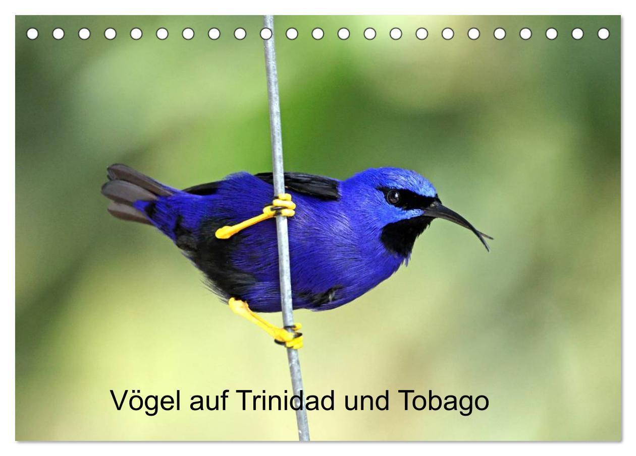 Cover: 9783383604799 | Vögel auf Trinidad und Tobago (Tischkalender 2024 DIN A5 quer),...