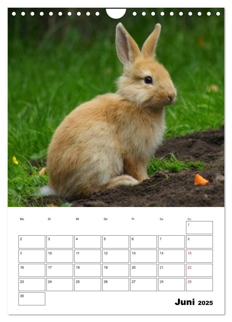 Bild: 9783457013236 | Kaninchen Terminplaner (Wandkalender 2025 DIN A4 hoch), CALVENDO...