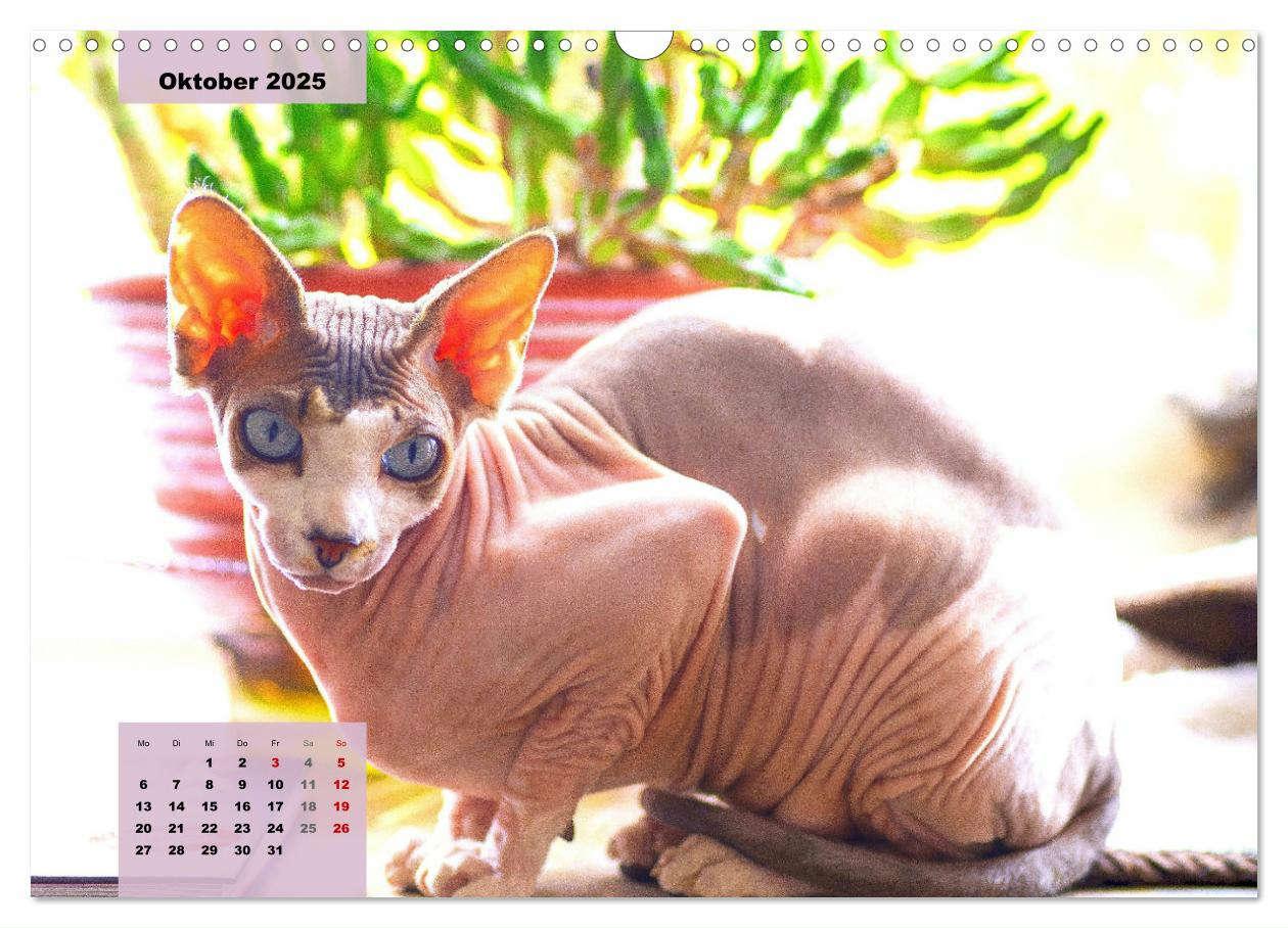 Bild: 9783435050086 | Sphinx. Grazile und anmutige Nacktkatzen (Wandkalender 2025 DIN A3...