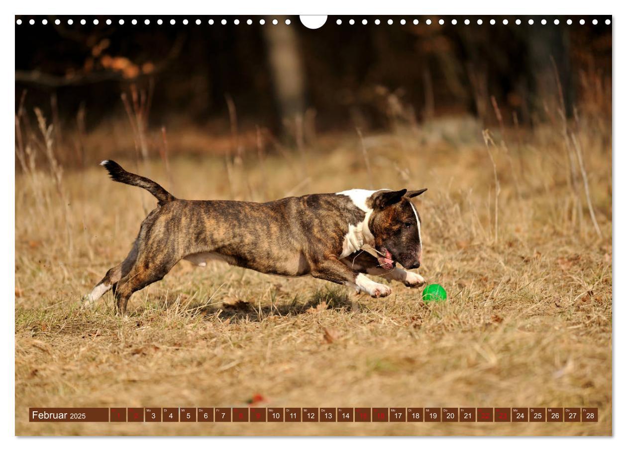 Bild: 9783435405404 | Bullterrier, Powerpakete auf 4 Pfoten (Wandkalender 2025 DIN A3...