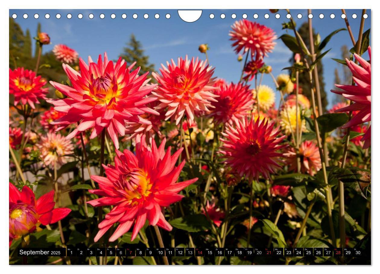 Bild: 9783435664047 | Dahlia - Dahlien (Wandkalender 2025 DIN A4 quer), CALVENDO...