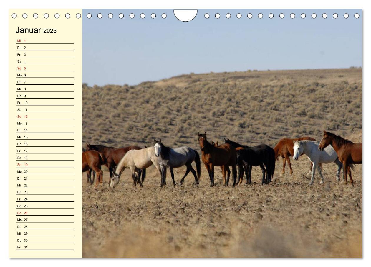 Bild: 9783435529780 | Wilde Pferde. Mustangs in USA (Wandkalender 2025 DIN A4 quer),...