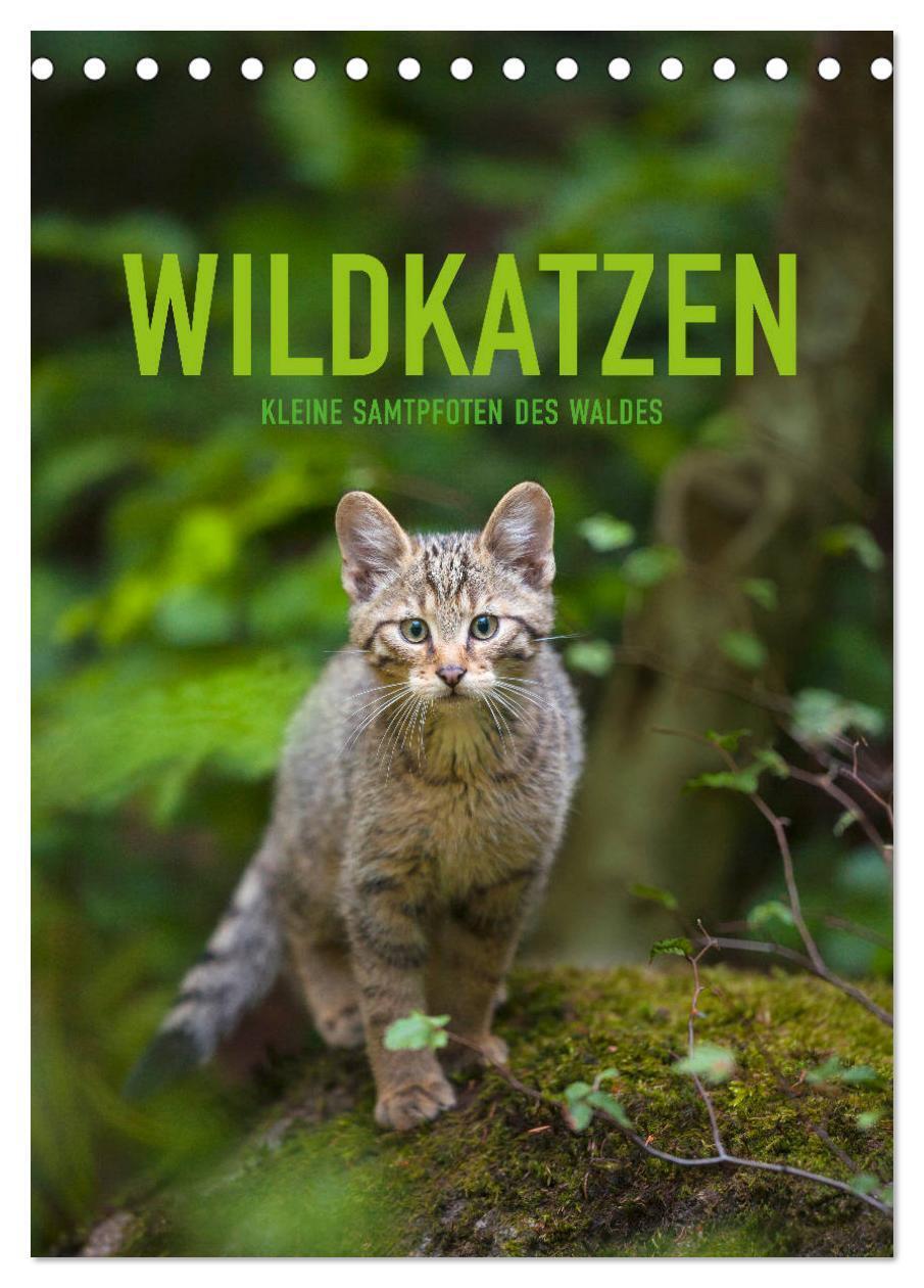 Cover: 9783675840348 | Wildkatzen - Kleine Samtpfoten des Waldes (Tischkalender 2024 DIN...