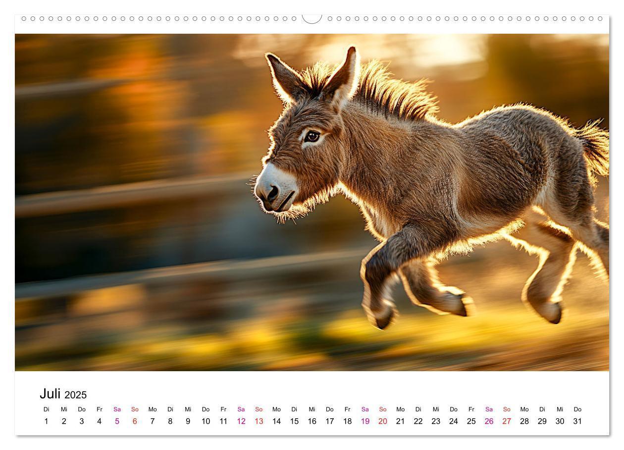 Bild: 9783457215272 | Esel - neugierige Typen (Wandkalender 2025 DIN A2 quer), CALVENDO...