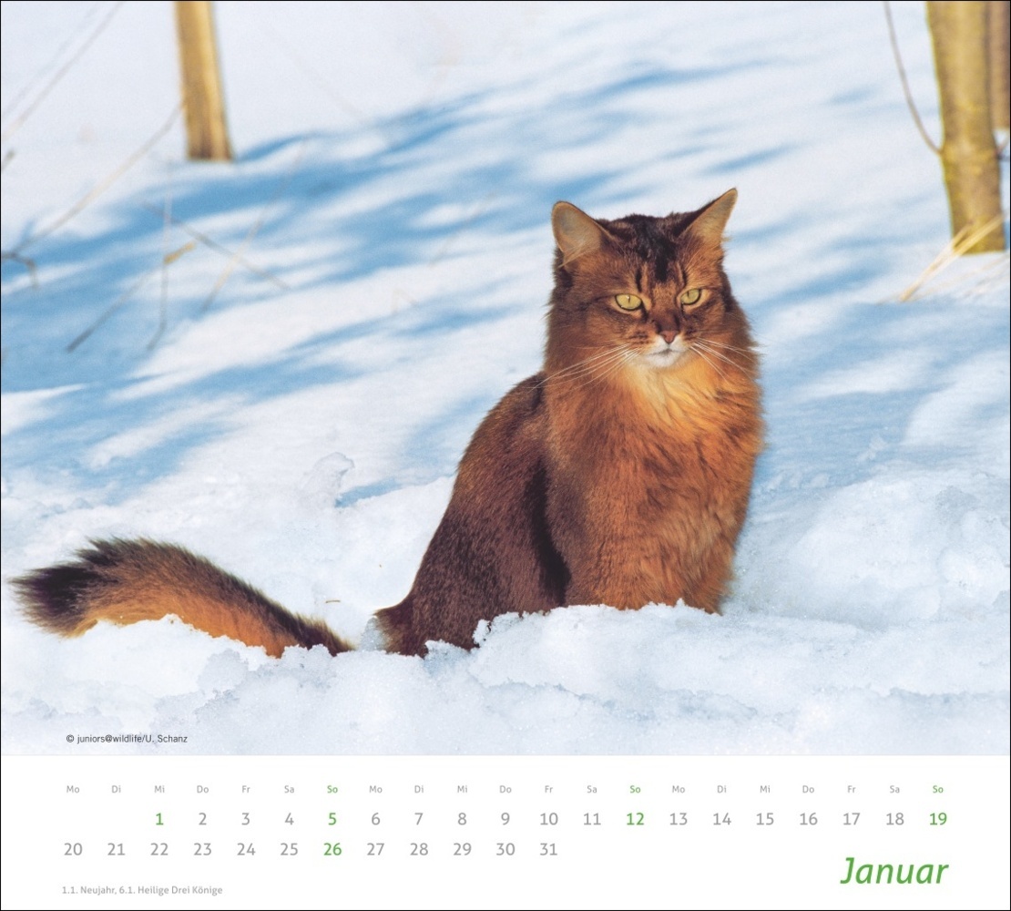 Bild: 9783756406852 | Katzen Bildkalender 2025 | Kalender | Spiralbindung | 14 S. | Deutsch