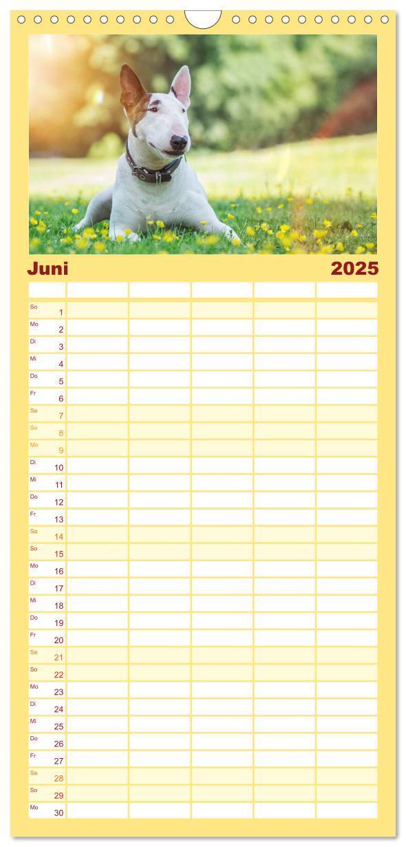 Bild: 9783457123768 | Familienplaner 2025 - Bullterrier mit 5 Spalten (Wandkalender, 21 x...