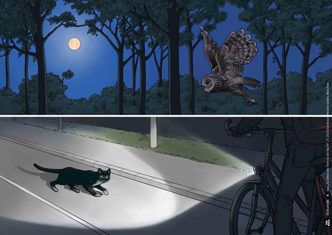 Bild: 4260179517600 | So leben die Tiere in der Nacht. Kamishibai Bildkartenset | Stück