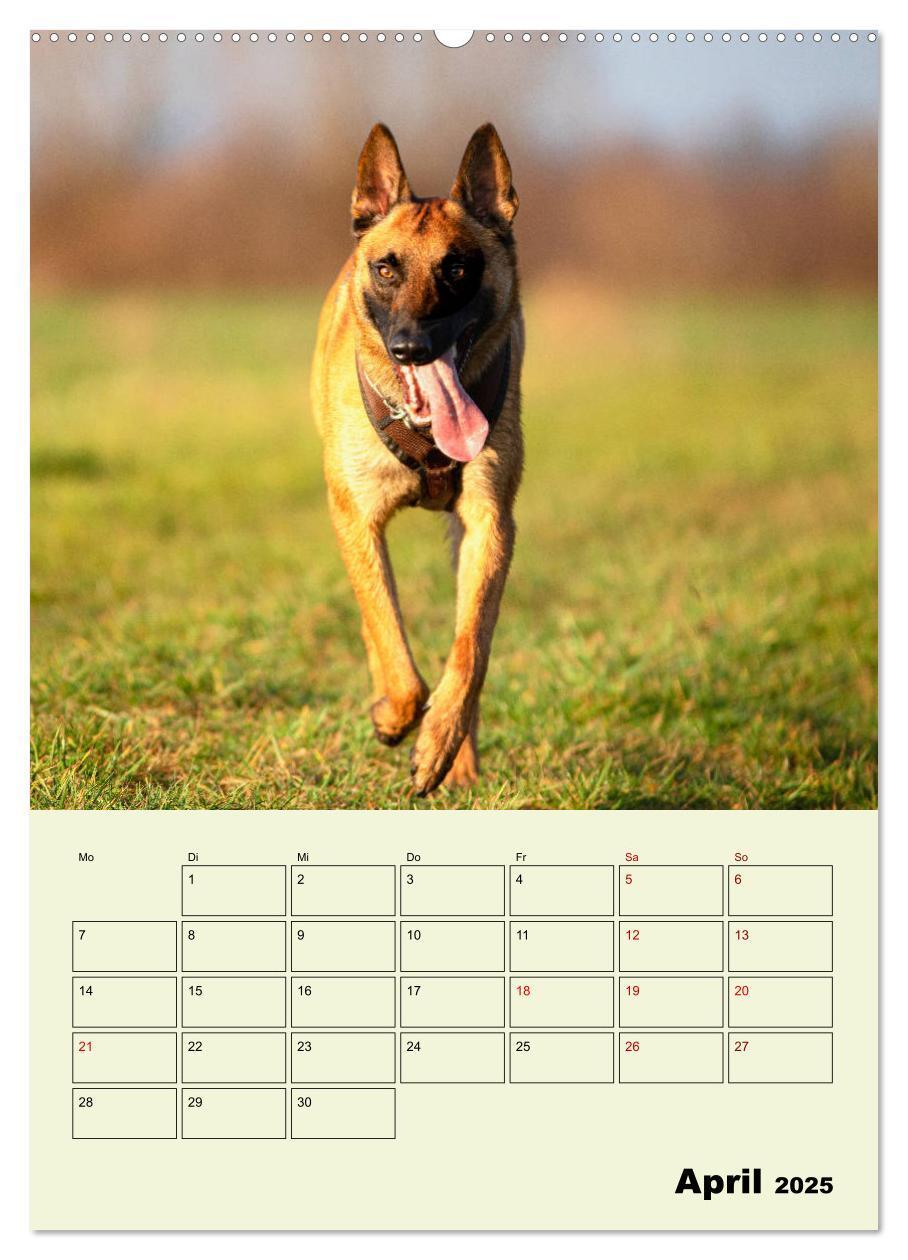 Bild: 9783435946624 | Malinois verlässliche Begleiter (Wandkalender 2025 DIN A2 hoch),...