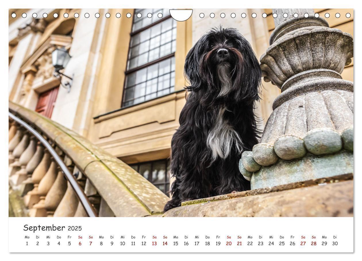 Bild: 9783457183526 | Berlin City Dogs - Berliner Hunde (Wandkalender 2025 DIN A4 quer),...