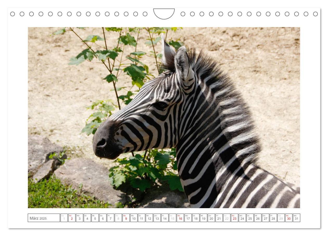 Bild: 9783435503582 | Tiere im Zoo (Wandkalender 2025 DIN A4 quer), CALVENDO Monatskalender