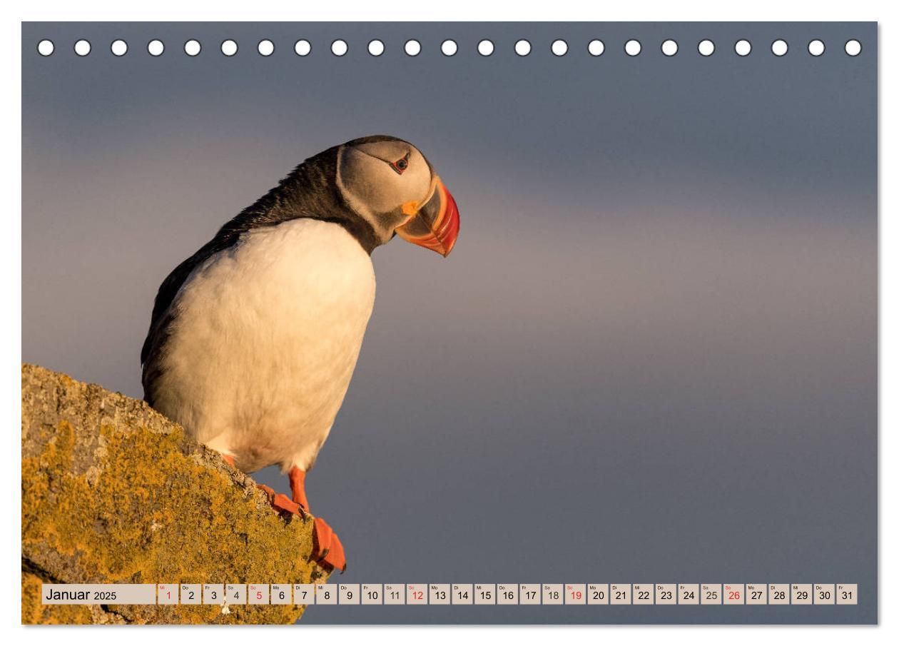 Bild: 9783435269327 | Papageitaucher - Puffins (Tischkalender 2025 DIN A5 quer), CALVENDO...