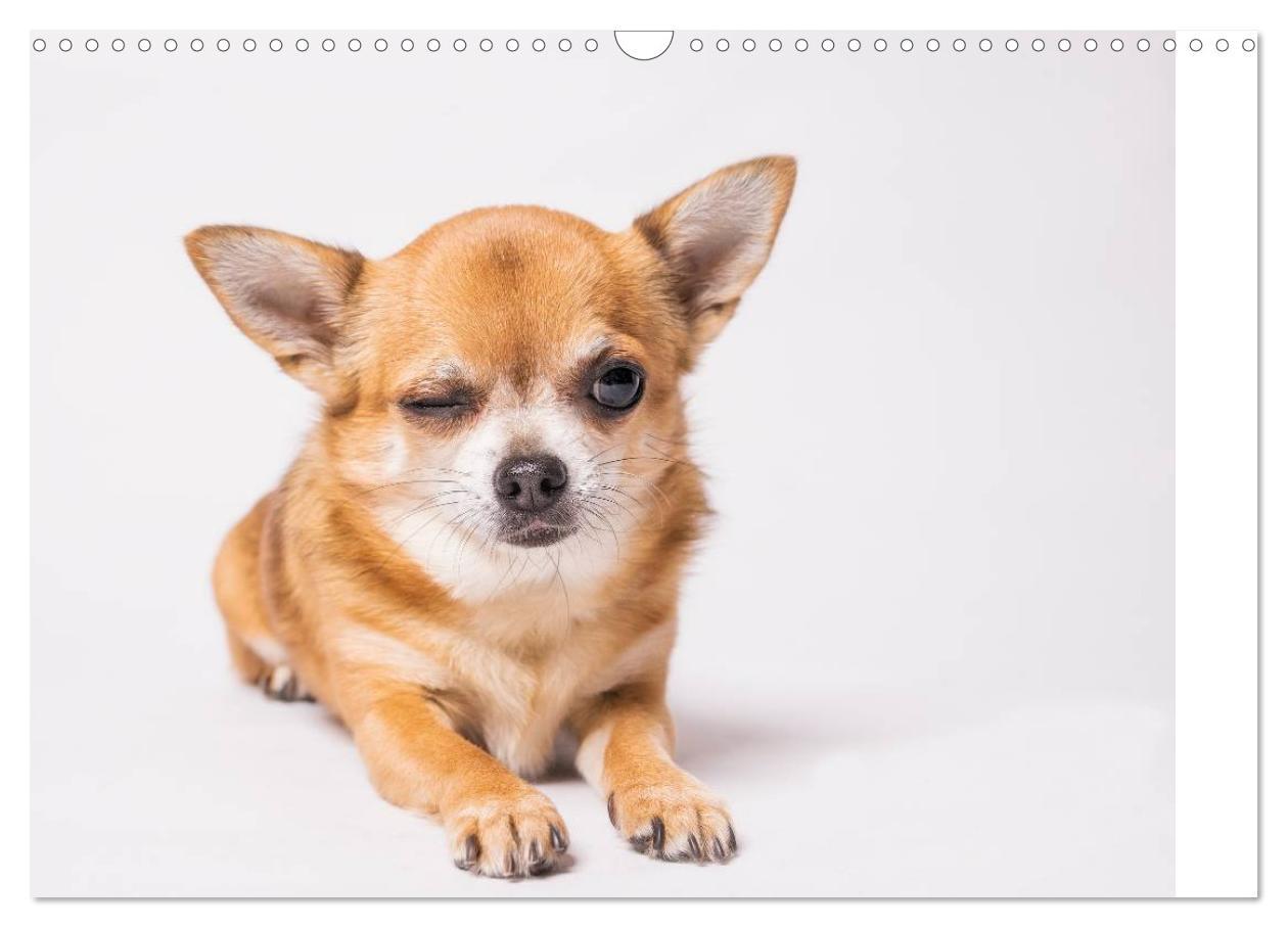 Bild: 9783435530328 | Chihuahua - Die Welt der Kleinen (Wandkalender 2025 DIN A3 quer),...