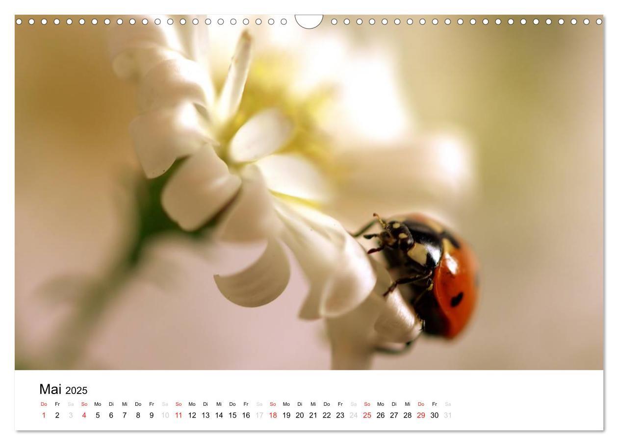 Bild: 9783435694310 | Zarte Natur 2025 (Wandkalender 2025 DIN A3 quer), CALVENDO...