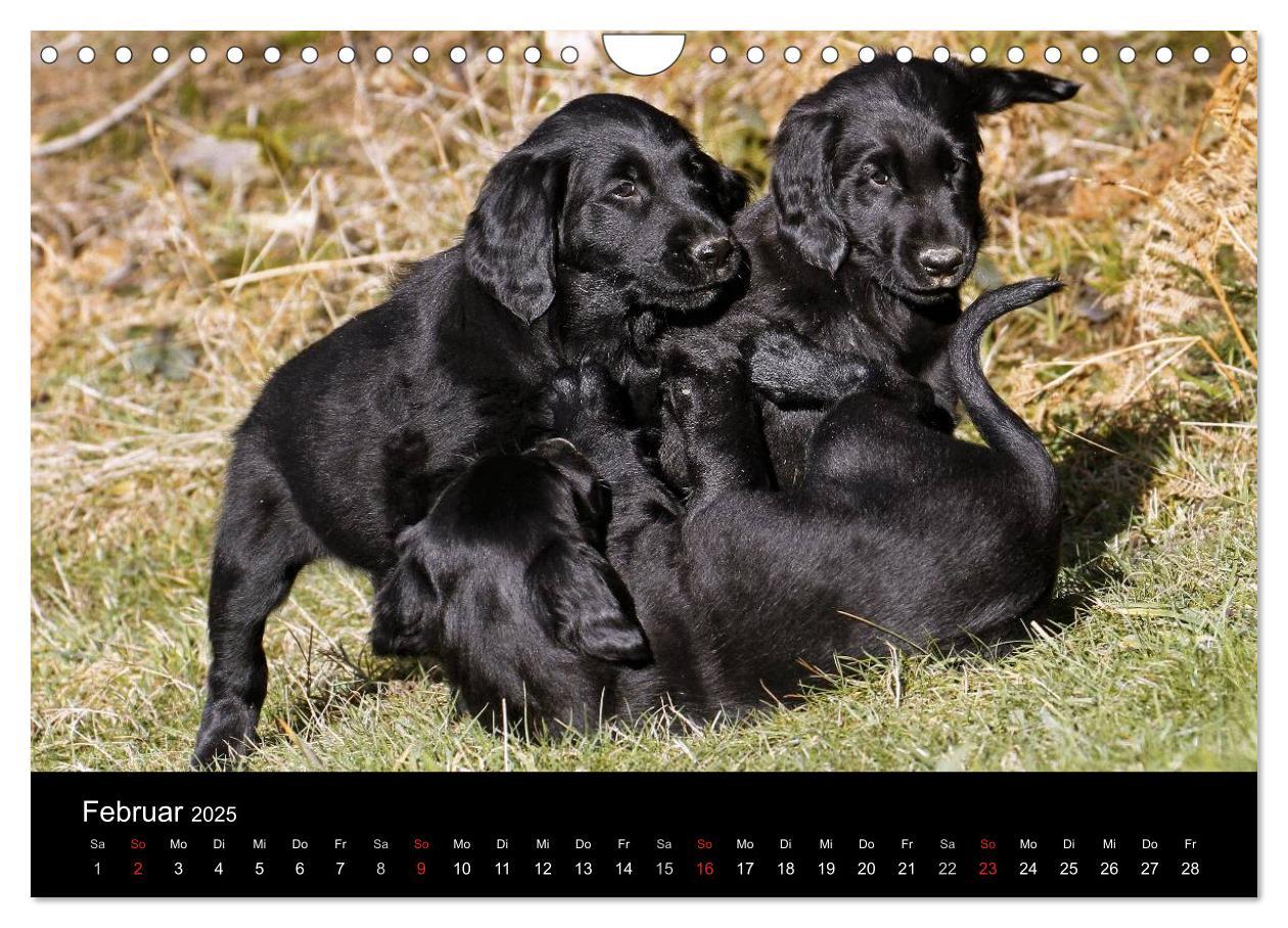 Bild: 9783435744367 | Flatcoated Retriever (Wandkalender 2025 DIN A4 quer), CALVENDO...