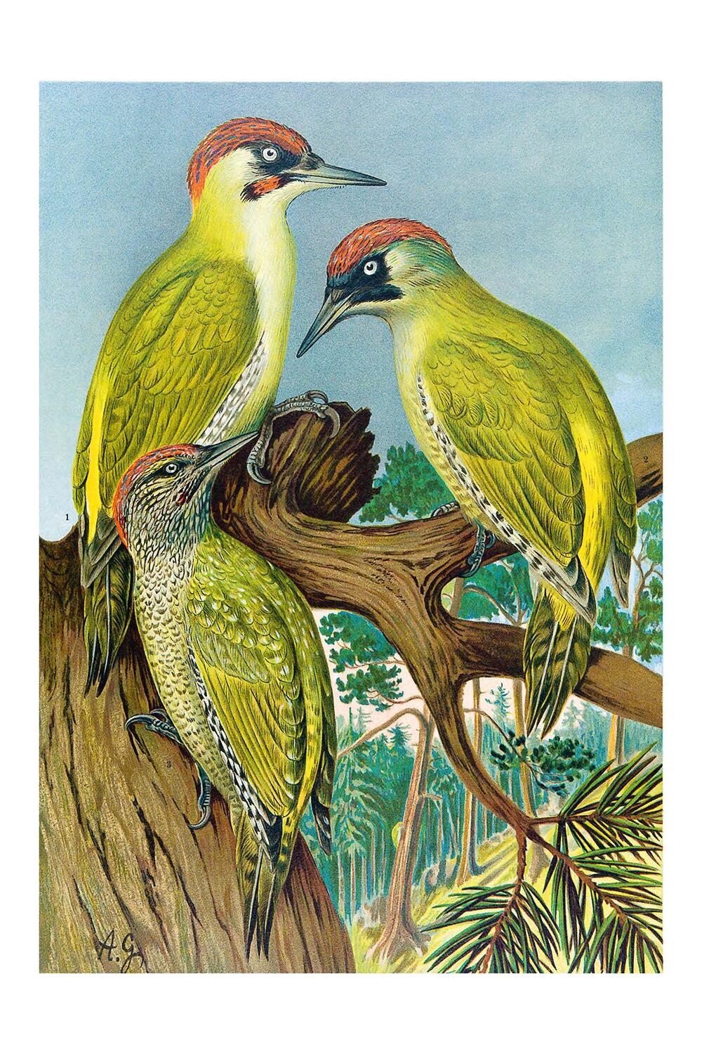 Bild: 9783968490090 | Johann Friedrich Naumann - Die Vögel Mitteleuropas | Naumann | Buch