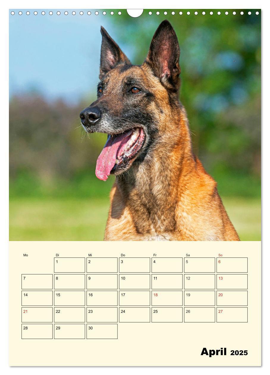 Bild: 9783435958788 | Familienplaner Tausendsassa Malinois (Wandkalender 2025 DIN A3...