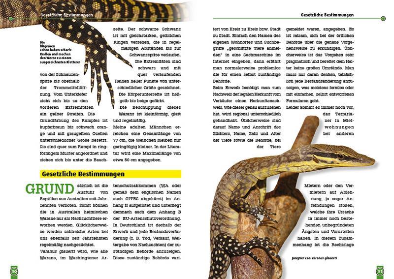 Bild: 9783866595132 | Glauerts Felsenwaran | Varanus glauerti | Michael Evers | Taschenbuch