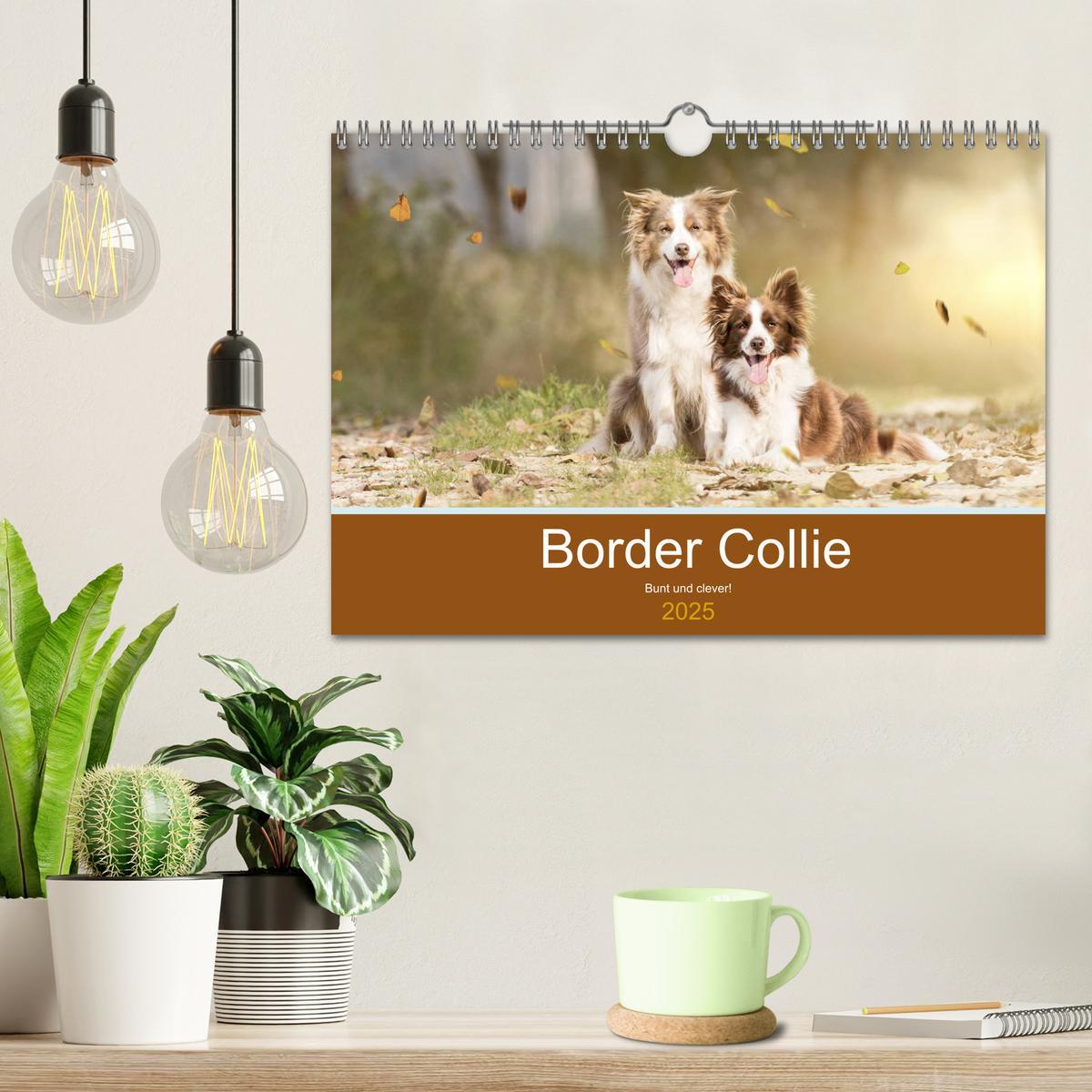 Bild: 9783435191802 | Border Collie - Bunt und clever! (Wandkalender 2025 DIN A4 quer),...