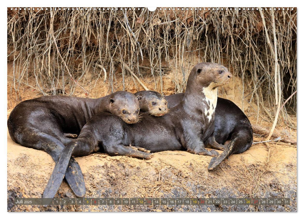 Bild: 9783435262519 | Tierparadies Pantanal (Wandkalender 2025 DIN A2 quer), CALVENDO...