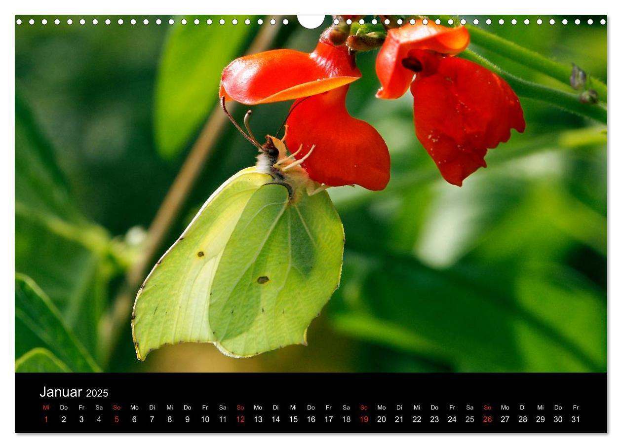 Bild: 9783435728855 | Heimische Schmetterlinge (Wandkalender 2025 DIN A3 quer), CALVENDO...