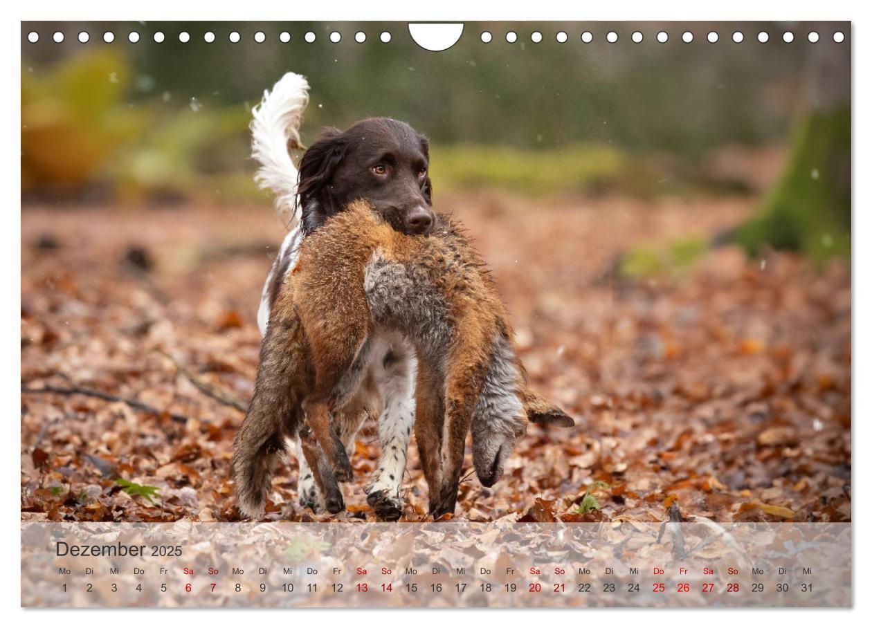 Bild: 9783457155868 | Treue Jagdgefährten Der kleine Münsterländer (Wandkalender 2025 DIN...