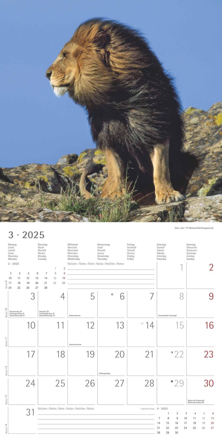 Bild: 4251732343057 | Großkatzen 2025 - Broschürenkalender 30x30 cm (30x60 geöffnet) -...