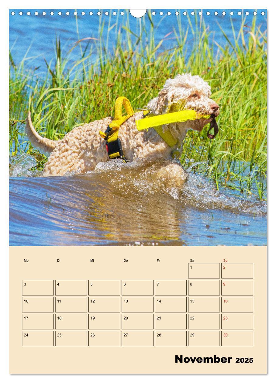 Bild: 9783435959013 | Jahresplaner Lagotto Romagnolo (Wandkalender 2025 DIN A3 hoch),...