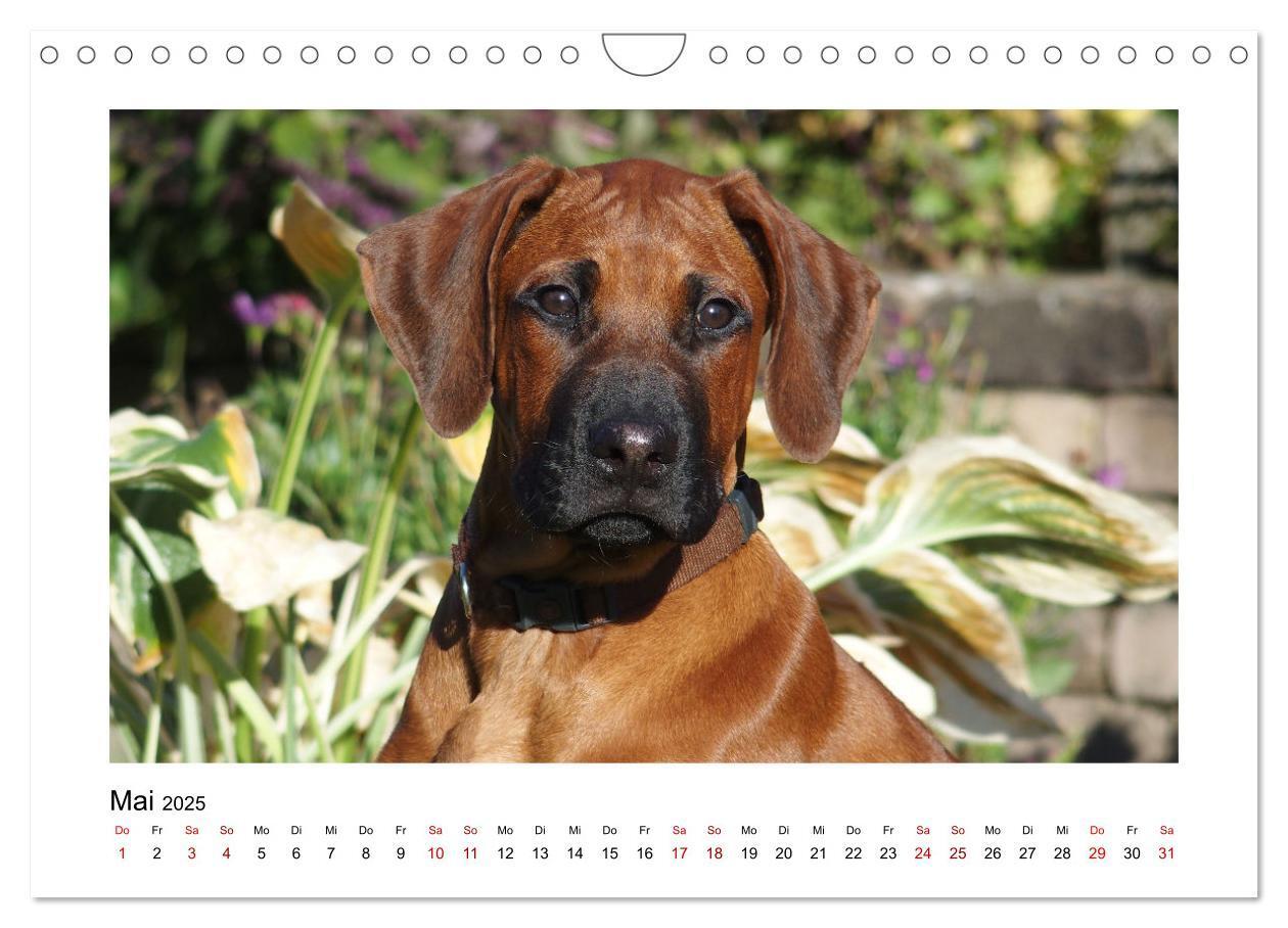 Bild: 9783383988028 | Rhodesian Ridgeback - Charmanter Dickkopf aus Afrika (Wandkalender...