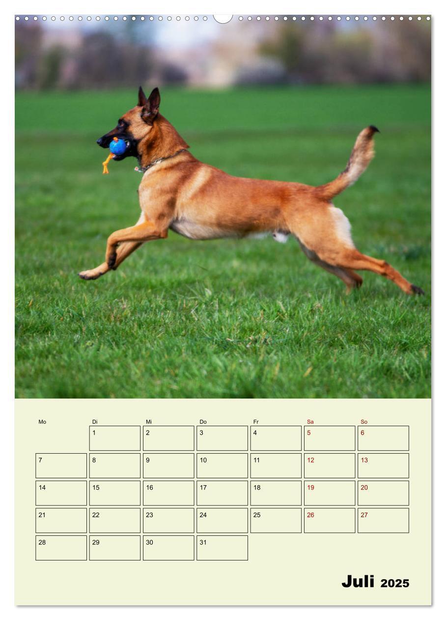 Bild: 9783435946624 | Malinois verlässliche Begleiter (Wandkalender 2025 DIN A2 hoch),...