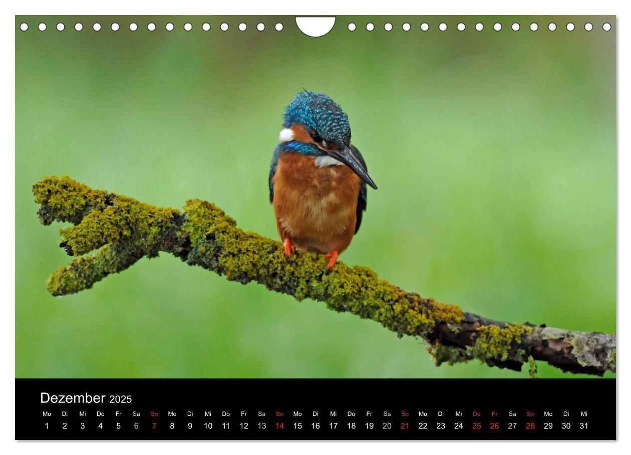 Bild: 9783435501229 | Der Eisvogel...fliegendes Juwel (Wandkalender 2025 DIN A4 quer),...