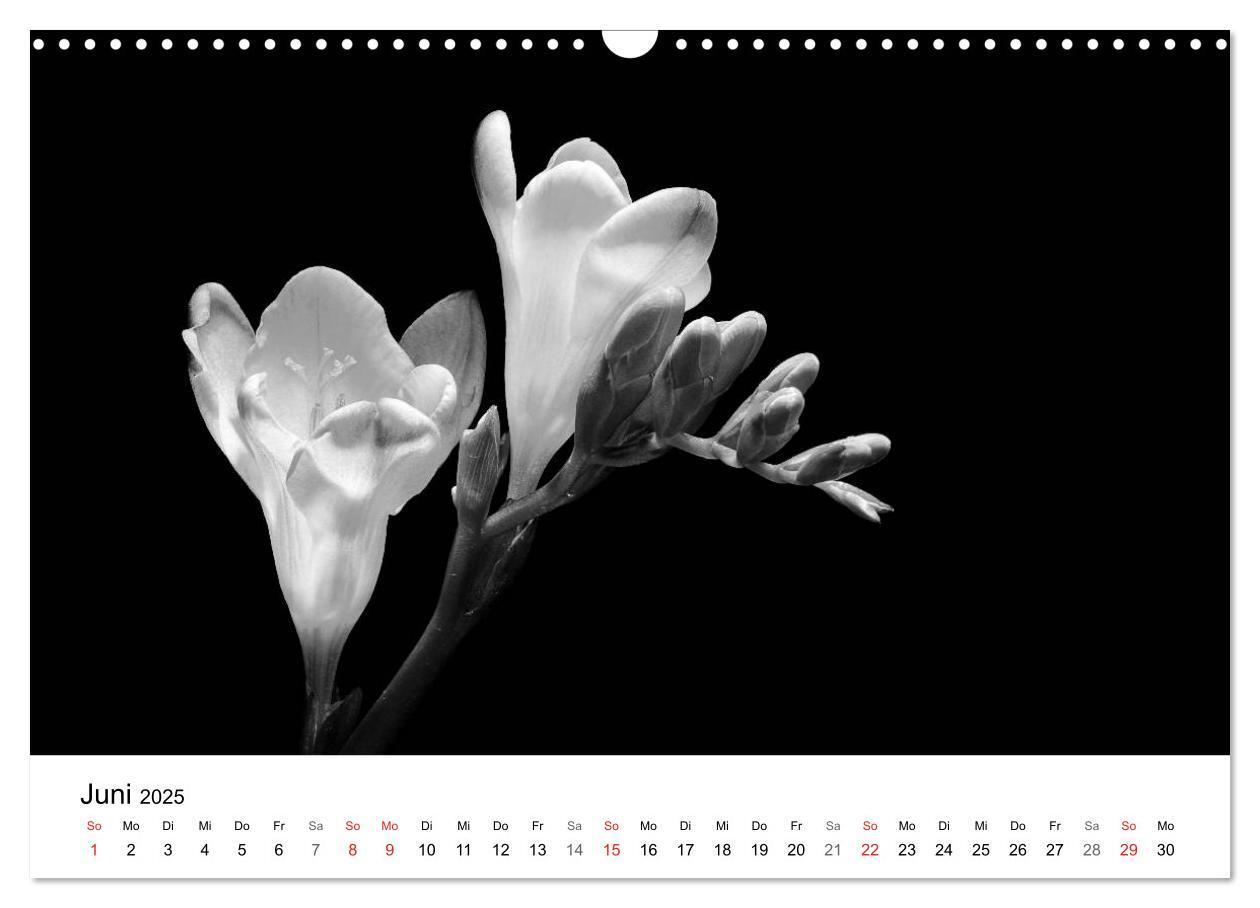 Bild: 9783435642892 | Blumen 2025, Schwarz-Weiß (Wandkalender 2025 DIN A3 quer), CALVENDO...