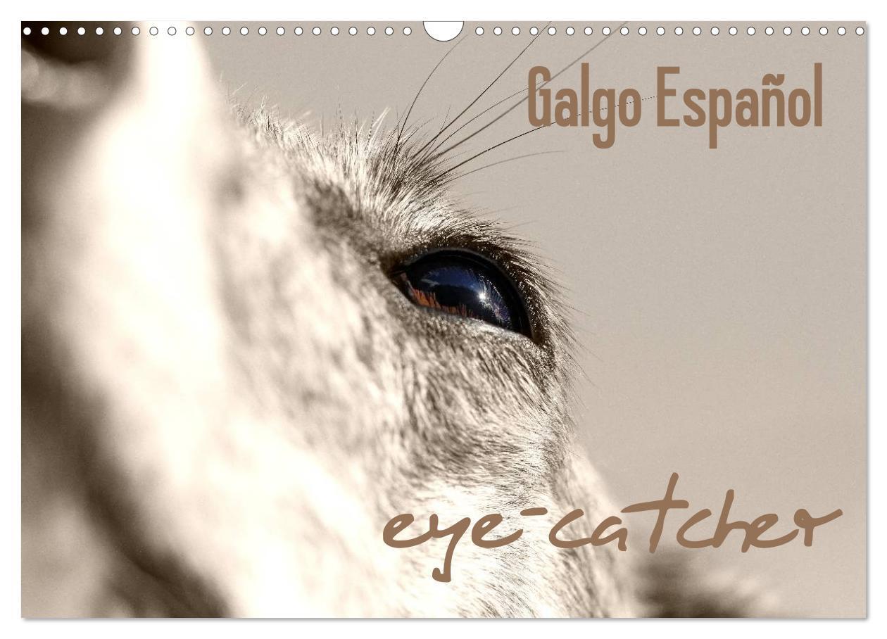 Cover: 9783675759268 | Galgo eye-catcher (Wandkalender 2024 DIN A3 quer), CALVENDO...