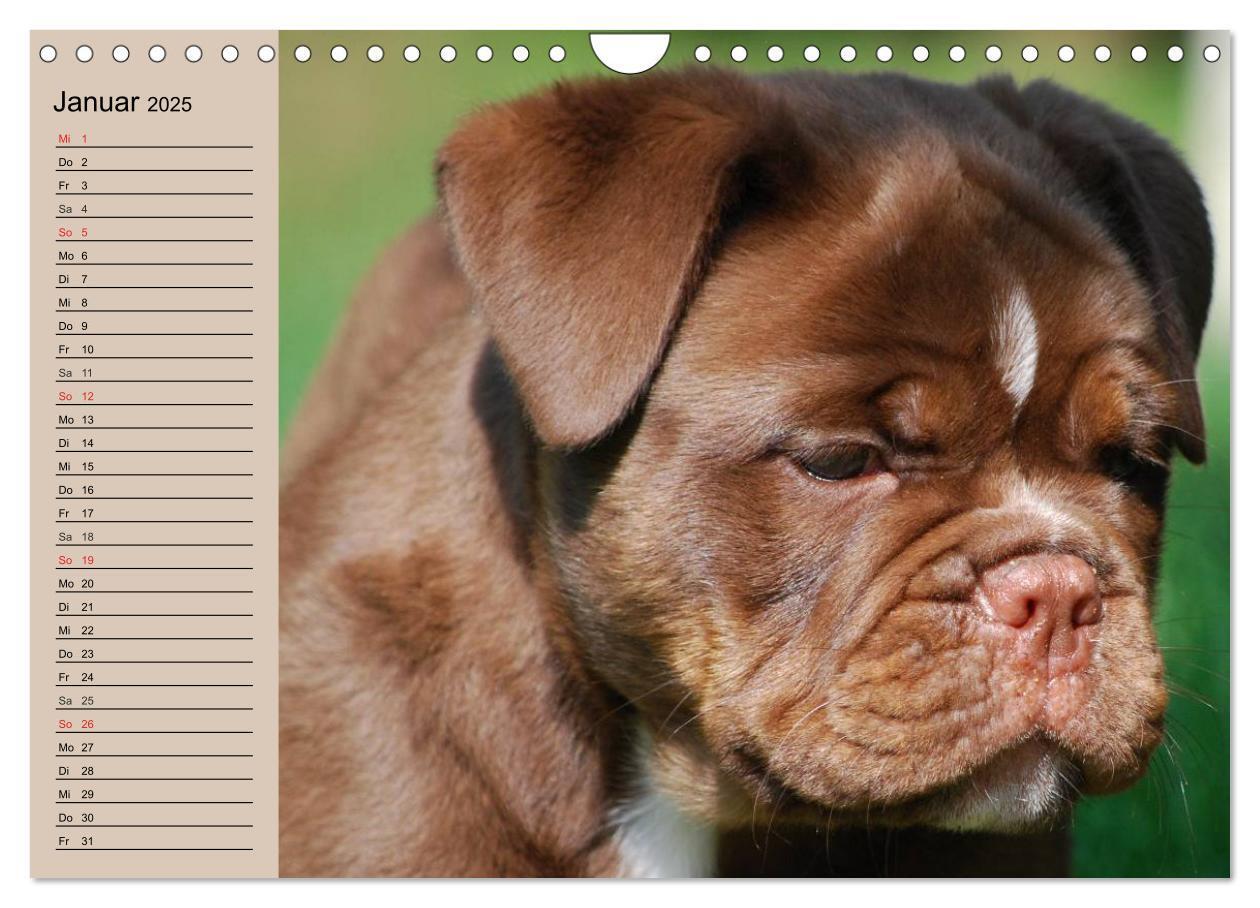 Bild: 9783435535347 | Faszination Bulldogge (Wandkalender 2025 DIN A4 quer), CALVENDO...