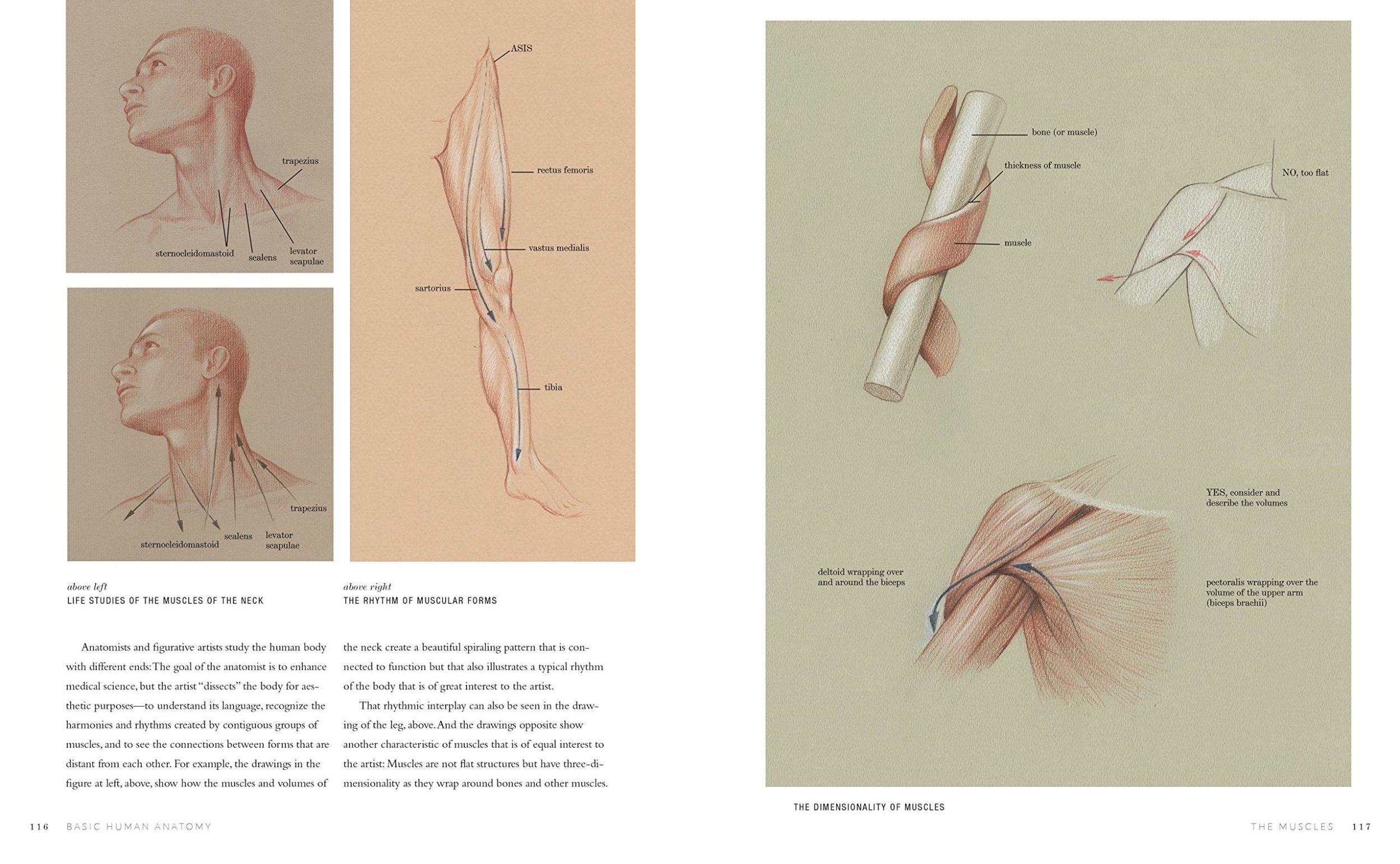 Bild: 9781580934381 | Basic Human Anatomy | An Essential Visual Guide for Artists | Osti