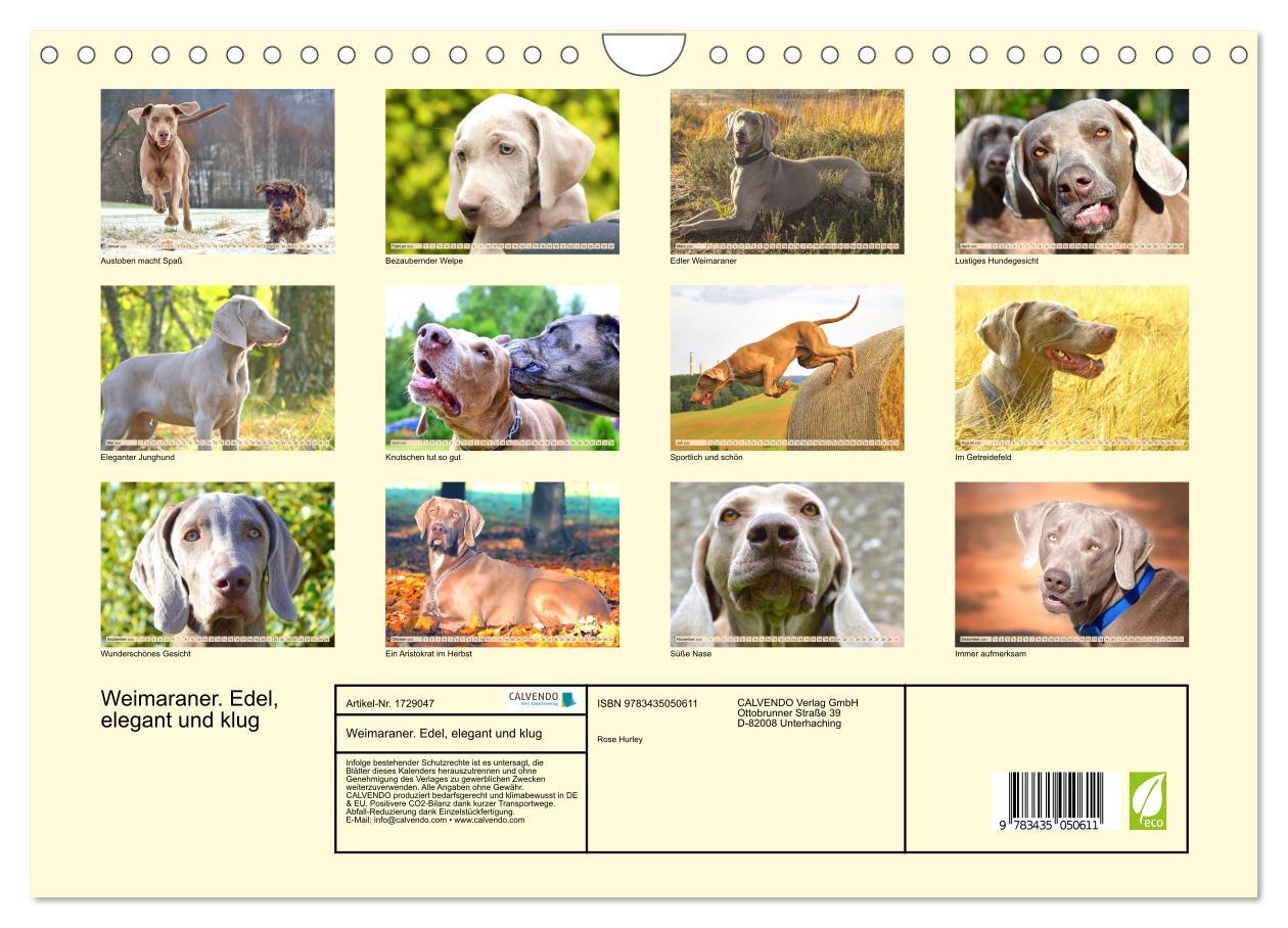 Bild: 9783435050611 | Weimaraner. Edel, elegant und klug (Wandkalender 2025 DIN A4 quer),...