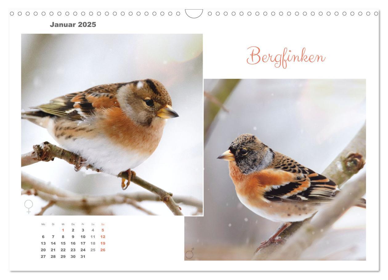 Bild: 9783435059294 | Vogel-Pärchen (Wandkalender 2025 DIN A3 quer), CALVENDO Monatskalender