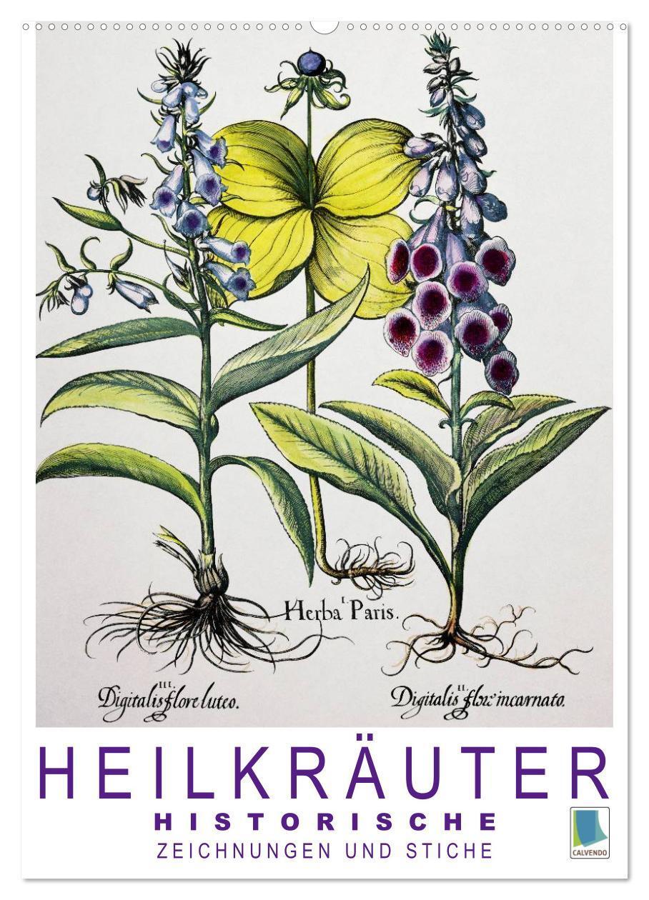 Cover: 9783675701113 | Heilkräuter: Historische Zeichnungen und Stiche (Wandkalender 2024...