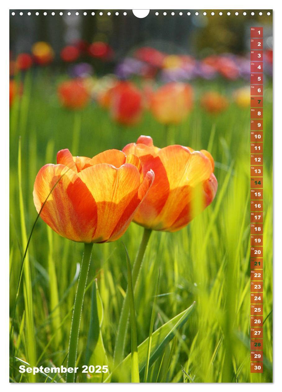 Bild: 9783435966134 | Bunte Tulpenpracht (Wandkalender 2025 DIN A3 hoch), CALVENDO...