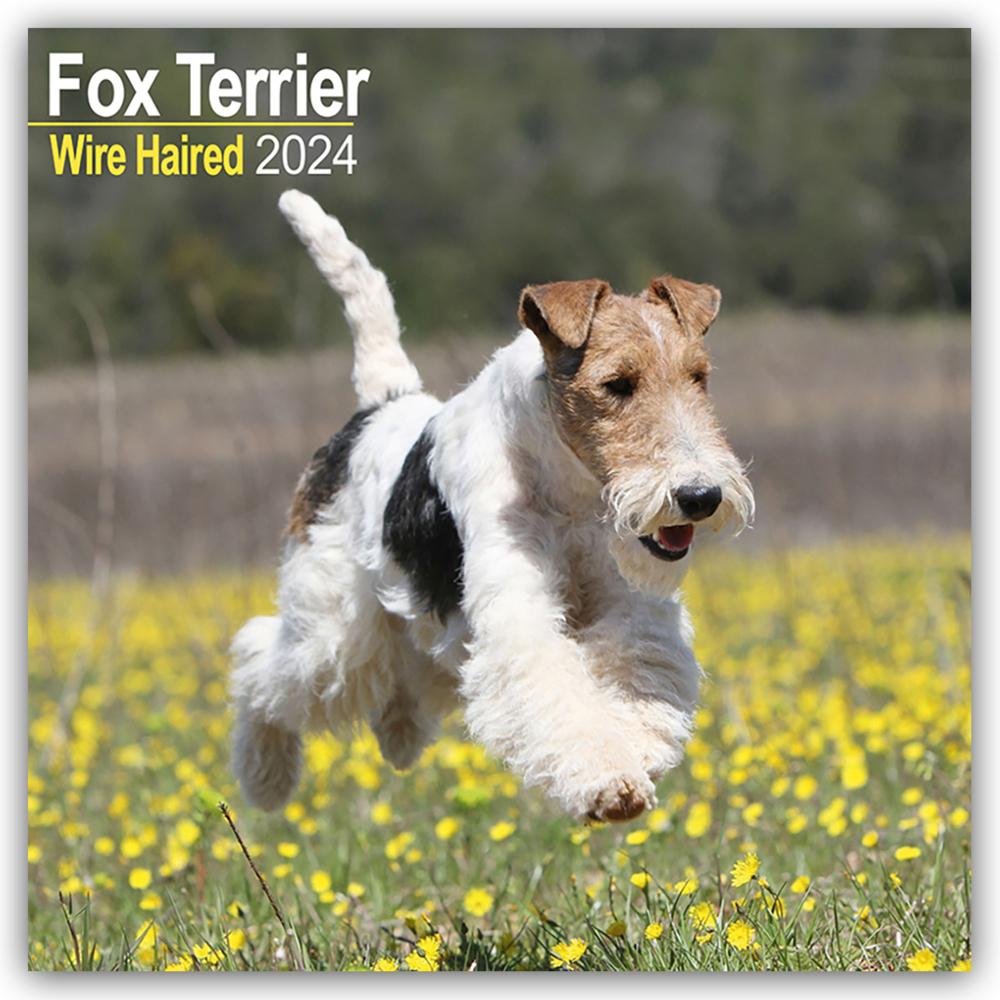 Cover: 9781804600450 | Fox Terrier Wirehaired - Drahthaar Foxterrier 2024 - 16-Monatskalender