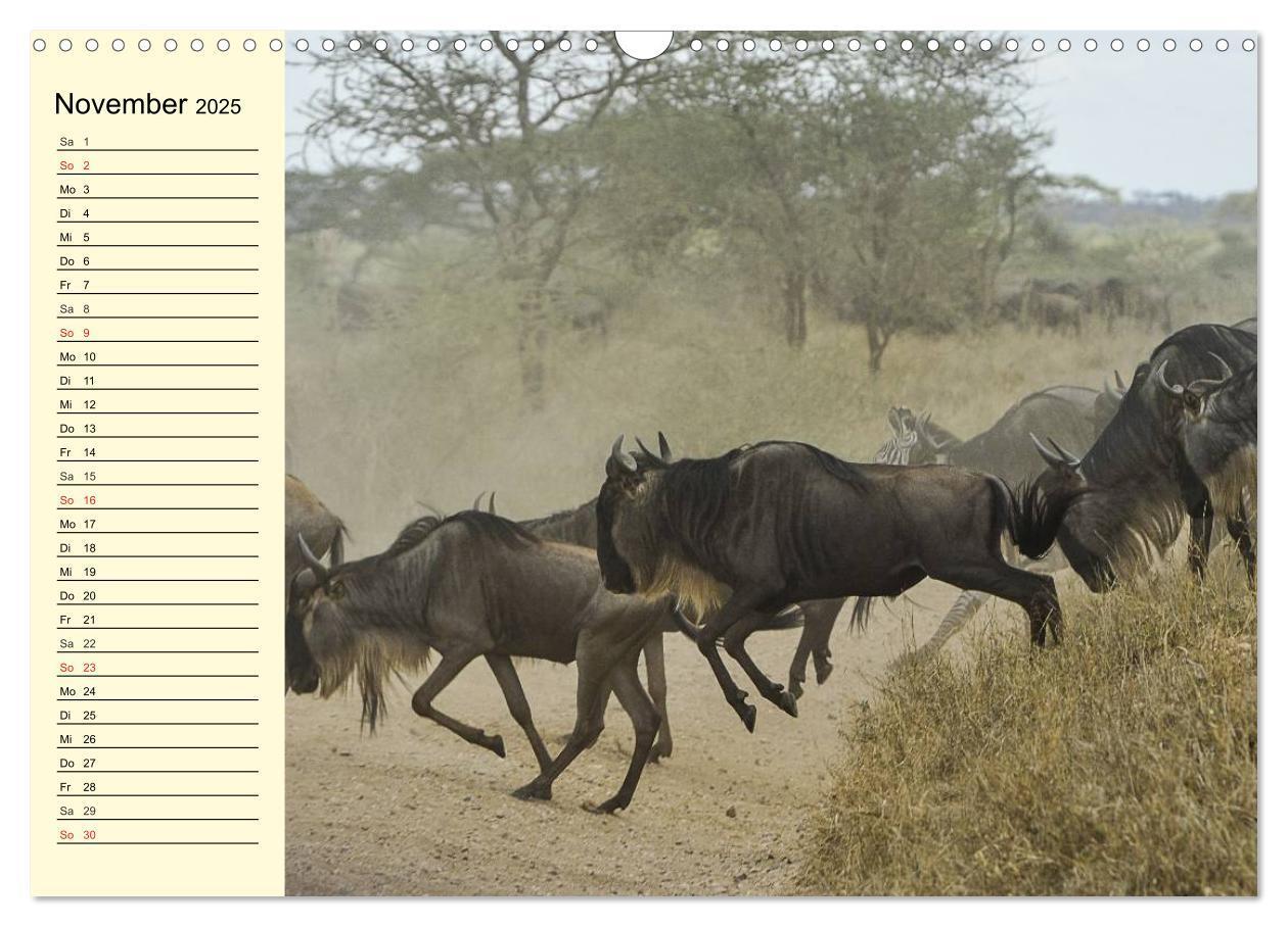 Bild: 9783435493722 | Afrika. Tiere in freier Wildbahn (Wandkalender 2025 DIN A3 quer),...