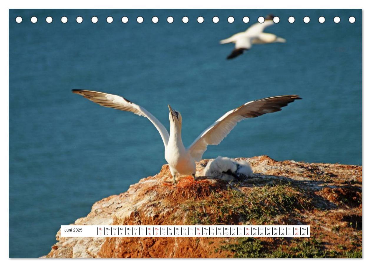 Bild: 9783435472857 | Hochsee-Insel Helgoland (Tischkalender 2025 DIN A5 quer), CALVENDO...