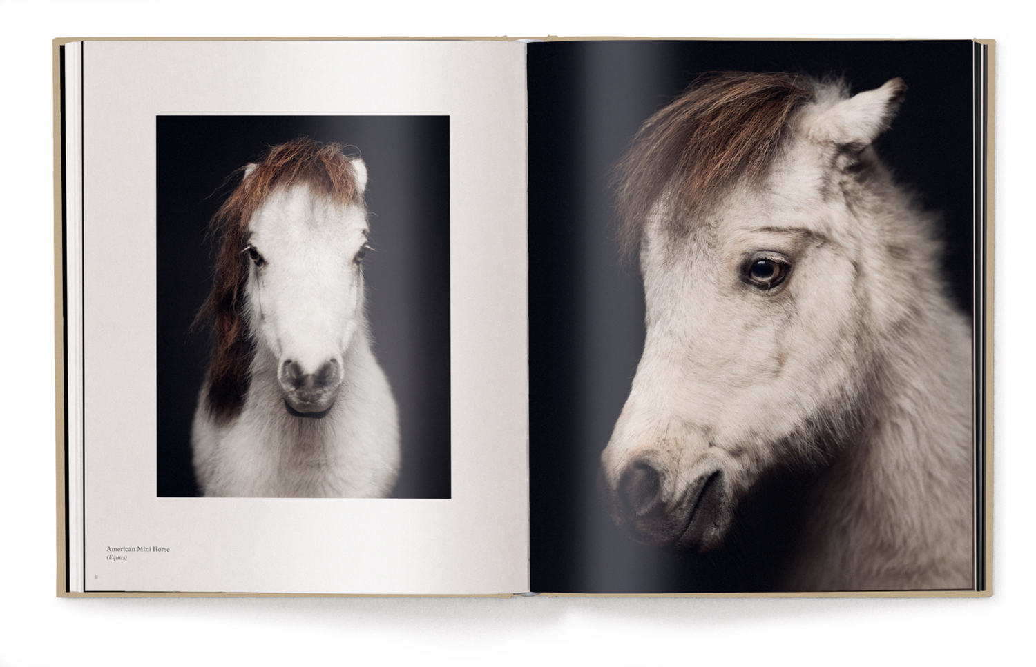 Bild: 9783961714988 | Between Us | Animal Portraits | Vincent Lagrange | Buch | 224 S.