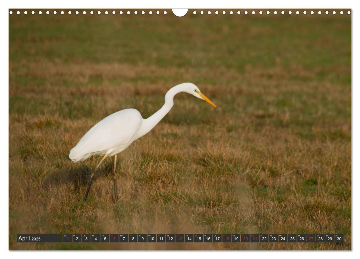 Bild: 9783435158133 | Leben am Naturpark um den Dümmer See (Wandkalender 2025 DIN A3...