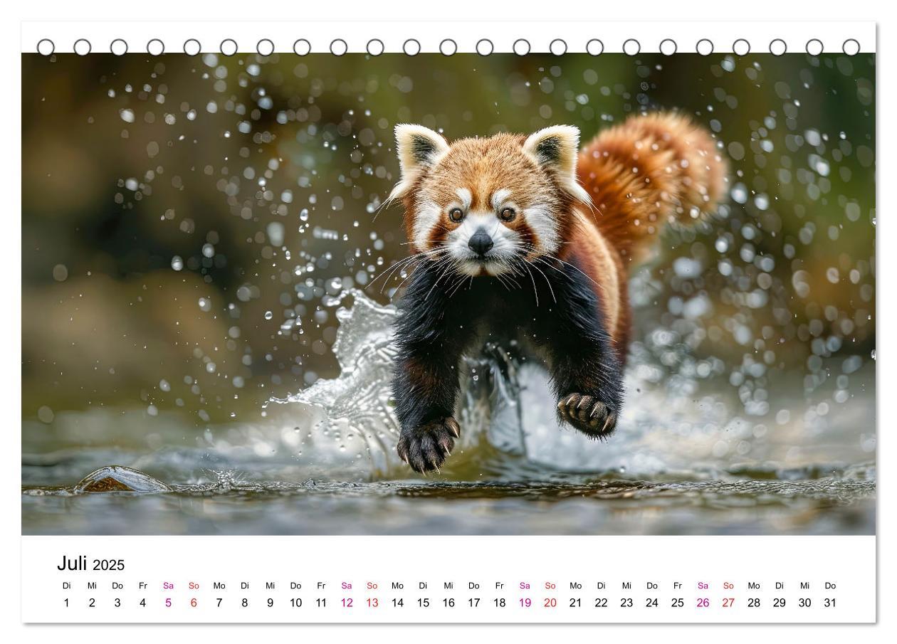 Bild: 9783457137208 | Der Rote Panda (Tischkalender 2025 DIN A5 quer), CALVENDO...