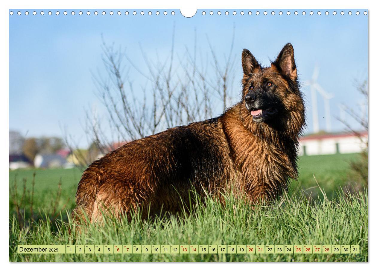 Bild: 9783383895890 | Altdeutsche Schäferhunde - Traumhafte Schäferhunde Langstockhaar...