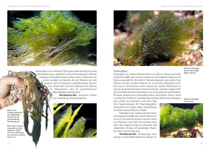 Bild: 9783866590540 | Algen im Meerwasseraquarium | Pflege und Bekämpfung | Daniel Knop