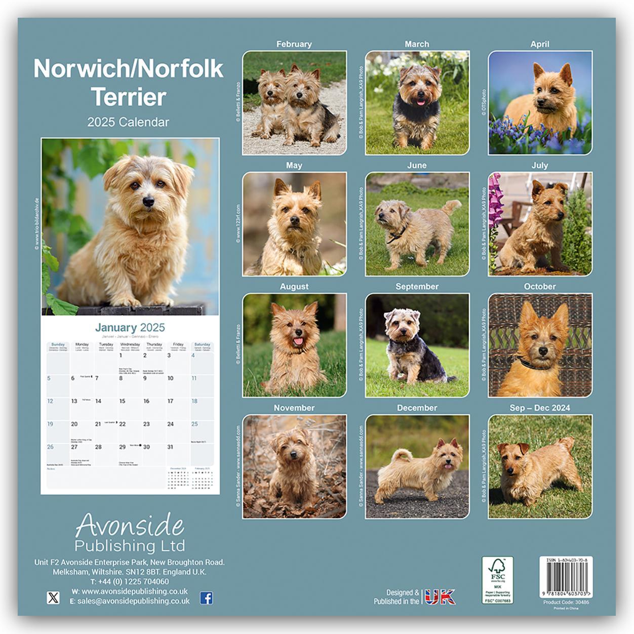 Rückseite: 9781804603703 | Norfolk Terrier 2025 - 16-Monatskalender - Original...