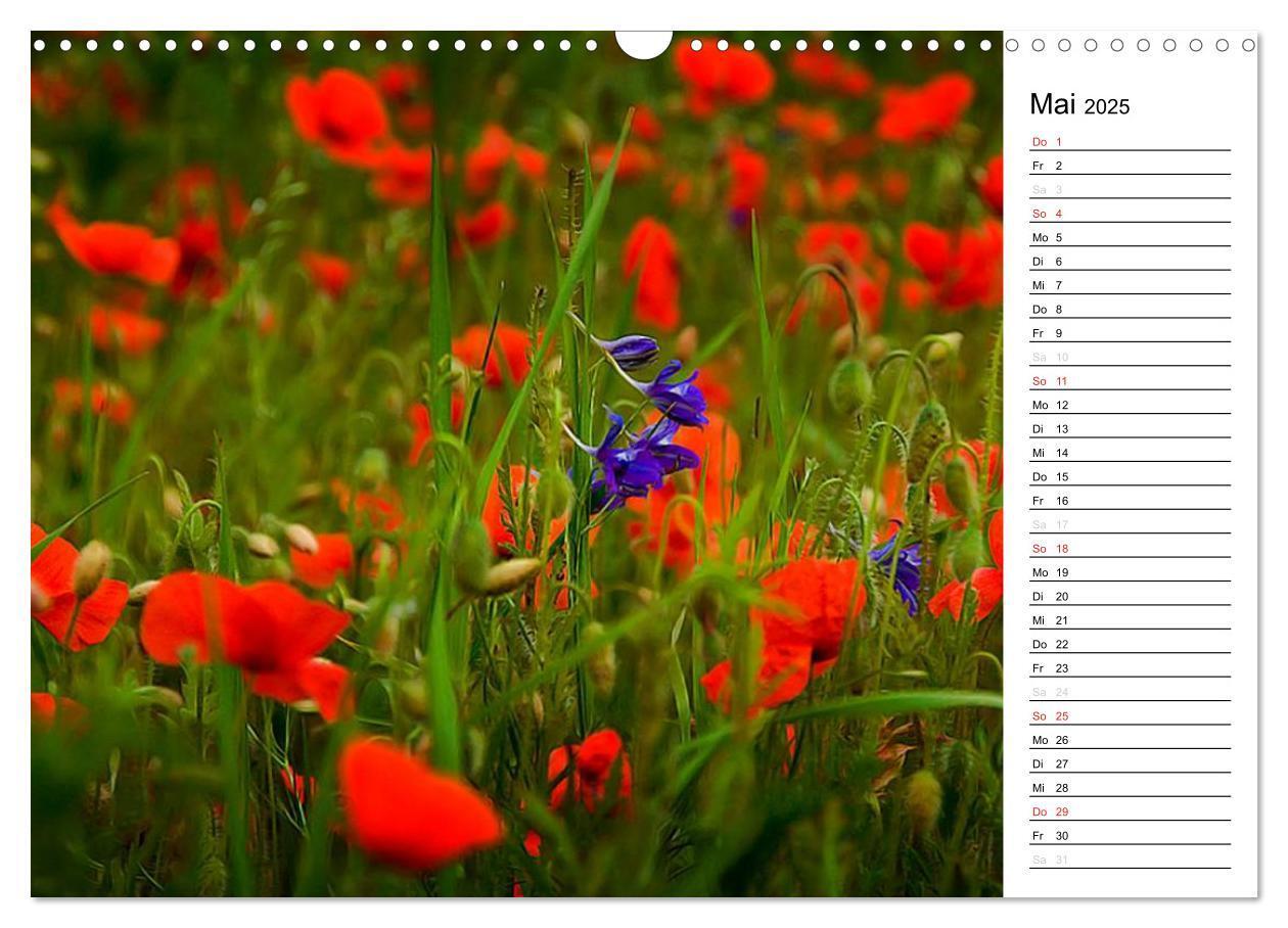 Bild: 9783435218288 | Ein Traum von Mohn (Wandkalender 2025 DIN A3 quer), CALVENDO...