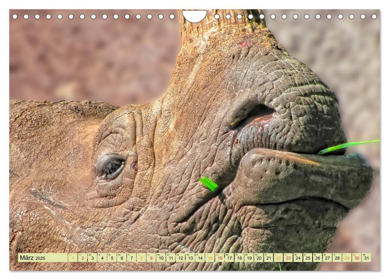 Bild: 9783435371204 | Bedrohte Tierart - Nashorn (Wandkalender 2025 DIN A4 quer),...